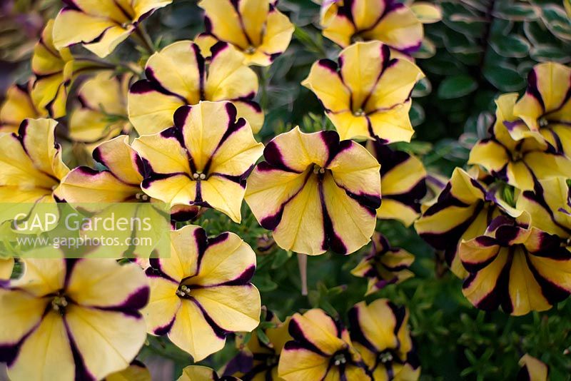 Petunia 'Yellow Purple Touch'