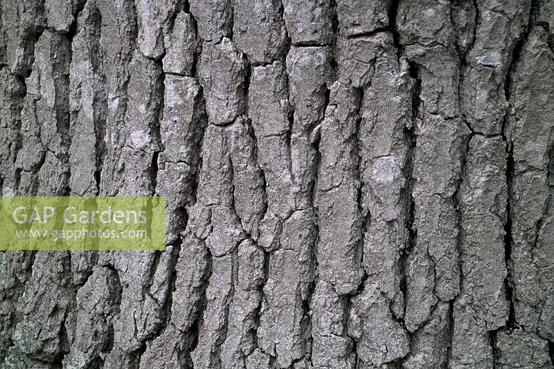 Quercus petraea - Sessile Oak