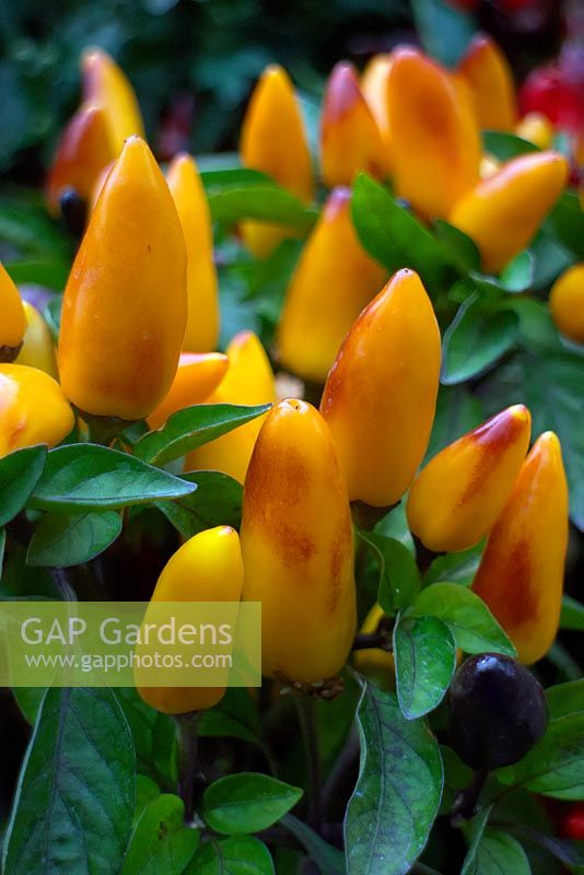Capsicum 'Zamora Yellow' - Ornamental Pepper
