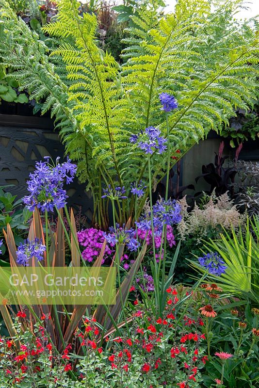 Mixed border with Dicksonia antarctica, Agapanthus 'Northern Star', Phormium 'Maori Queen' and Salvia 'Royal Bumble' - 'Jungle Fever', RHS Tatton Park Flower Show, 2018. 