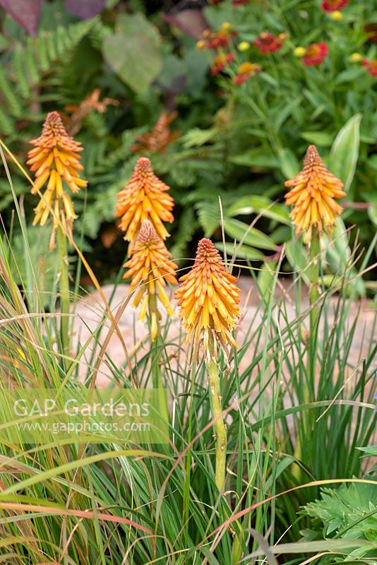 Kniphofia in exotic garden - 'Jungle Fever', RHS Tatton Park Flower Show, 2018.