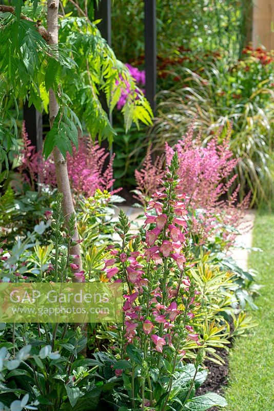 Digiplexis Illumination Series with Astilbe behind - 'Jungle Fever', RHS Tatton Park Flower Show, 2018.