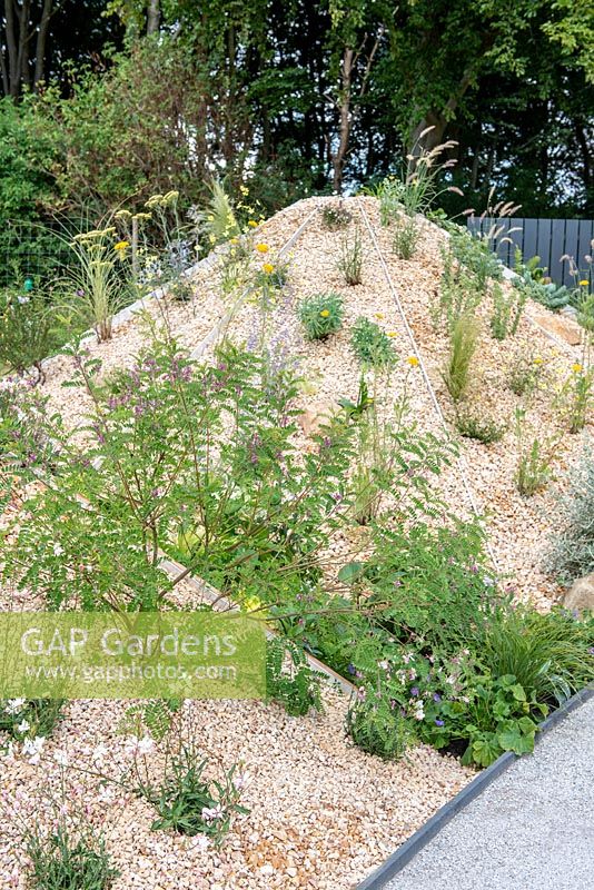 Gravel planting of Indigofera heterantha and Gaura lindheimeri  - 'The Oasis Garden', RHS Tatton Park Flower Show, 2018.