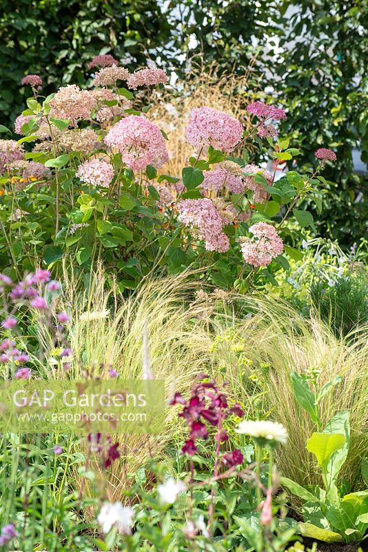 Border with Hydrangea 'Pink Annabelle', Stipa tenuissima and Penstemon 'Garnet' - 'At One', RHS Tatton Park Flower Show, 2018. 