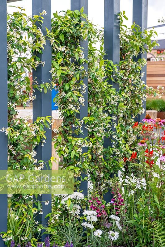 Grey contemporary pergola with Trachelospermum jasminoides - The Bruntwood Garden, RHS Tatton Park Flower Show 2018