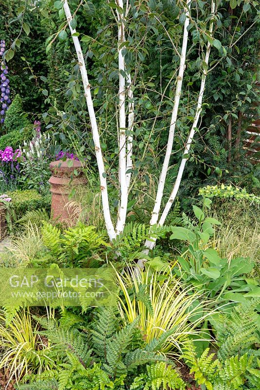Betula underplanted with native ferns and grasses - 130 Years of Port Sunlight, The Garden Village, RHS Tatton Park Flower Show 2018