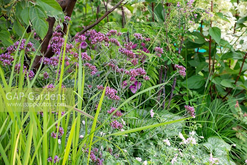 Verbena bonariensis 'Lollipop' - A Place to Ponder, RHS Tatton Park Flower Show 2018