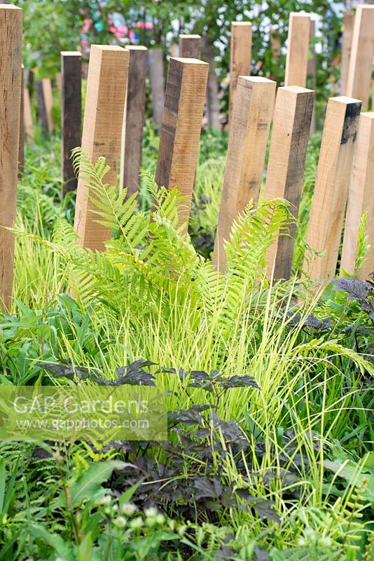 Timber posts framing a border with foliage of Seslaria autumnalis and Dryopteris filix-mas - Calm in Chaos, RHS Tatton Park Flower Show 2018