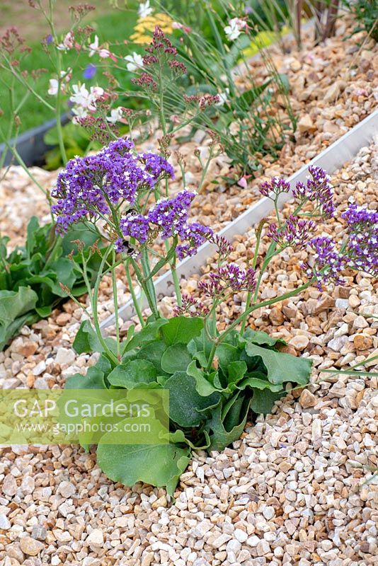 Limonium perezii - Sea Lavender - The Oasis Garden, RHS Tatton Park Flower Show 2018