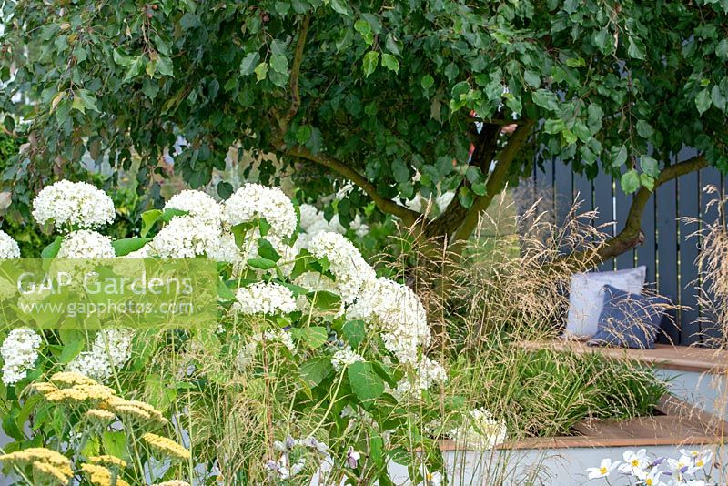 Hydrangea 'Annabelle' with Deschampsia cespitosa and Malus 'Almey' behind - The Oasis Garden, RHS Tatton Park Flower Show 2018