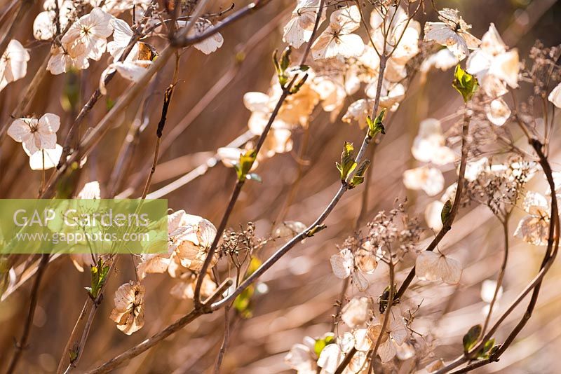 Hydrangea last season's dead flowers with the new year's fresh green buds