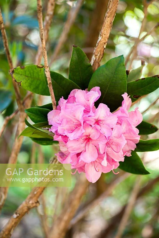 Rhododendron 'Alice'