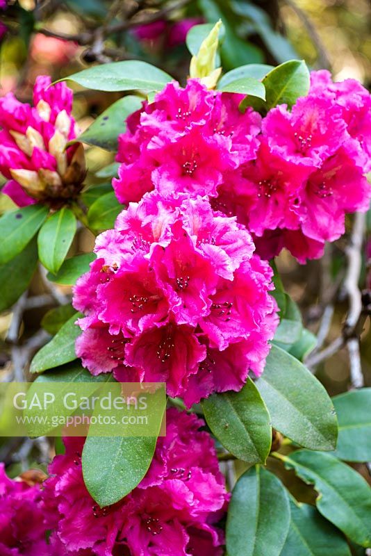 Rhododendron 'Goliath'