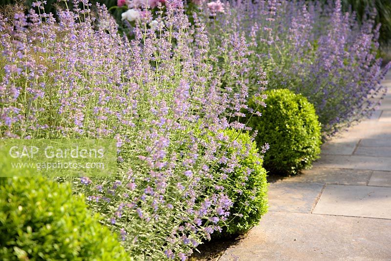 Clipped box interspersed with catmint - Barefoot Garden, Cornwall, UK