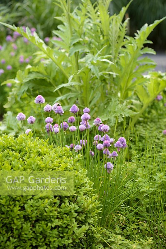 Chives amongst clipped box in contemporary herb garden - Barefoot Garden, Cornwall, UK 