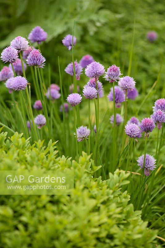 Chives amongst clipped box in contemporary herb garden - Barefoot Garden, Cornwall, UK