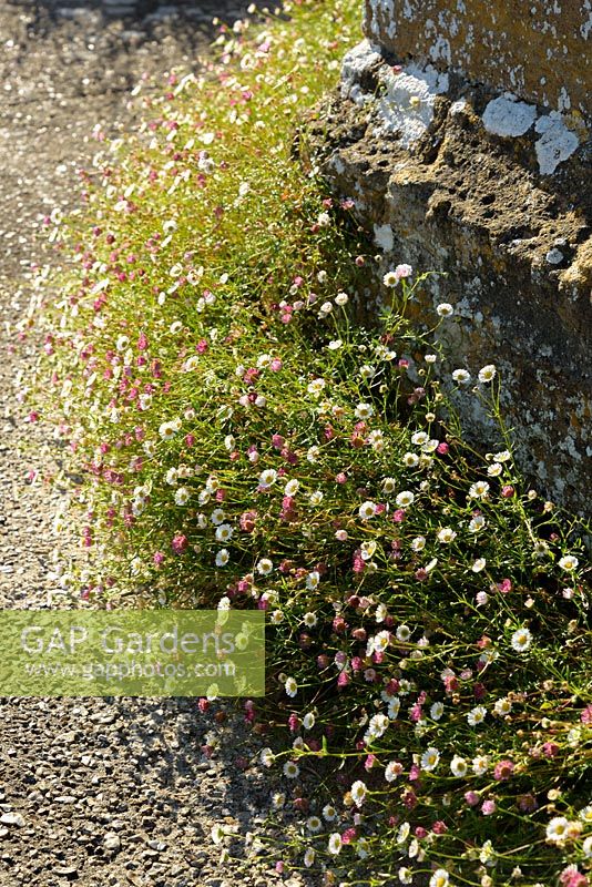 Erigeron karvinskianus seeded at the base of a wall into gravel 