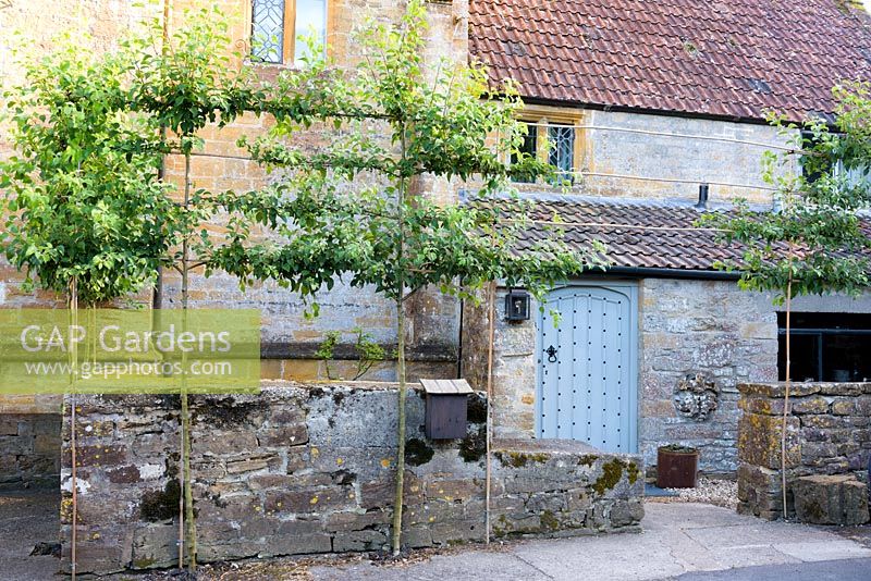 Pleached crab apples framing a door into the farmhouse, a former gatehouse of a long demolished Cluniac Priory, UK