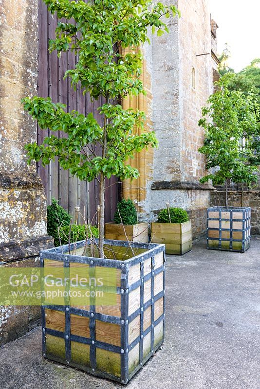 Box and Pyrus calleryana planted in wooden containers, some with decorative lead strips