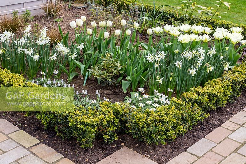 White flowering bulbs planted in a Border edged by Box - Buxus