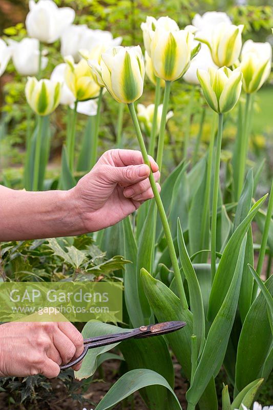 Woman picking Tulipa viridiflora 'Green Spirit'
