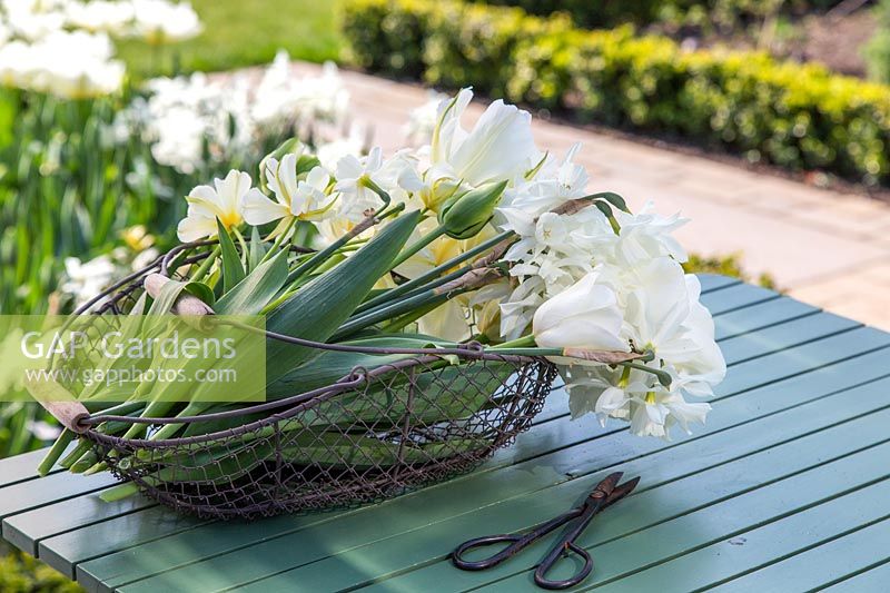 White Narcissus and Tulipa in wire basket