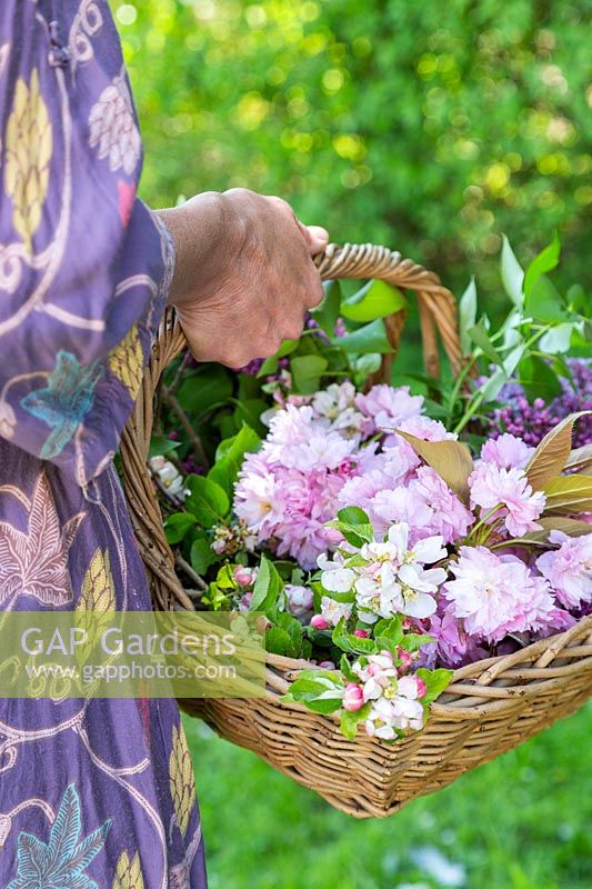 Woman carrying basket with Syringa - Lilacs and Blossom in Spring