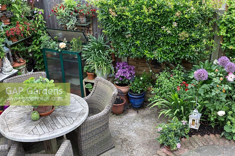 Patio with wicker chairs and strawberry plant 'Florence', Trachelospermum jasmnoides on fence.