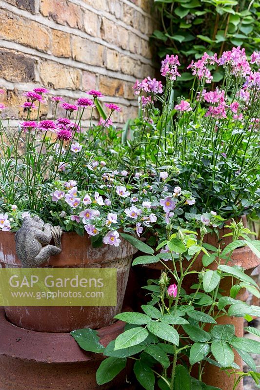 Nemesia 'Lagoon pink' in chimney pot with Argyranthemum and Bacopa