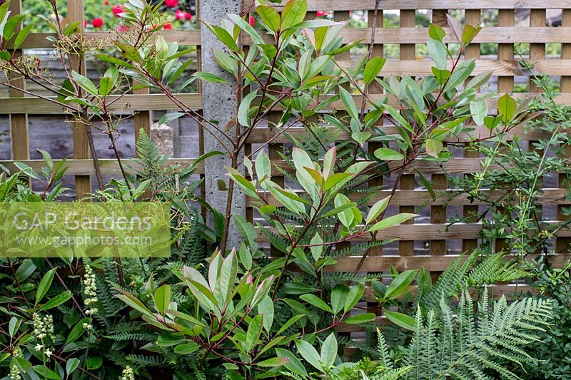 Photinia 'Red robin' with trellis fencing