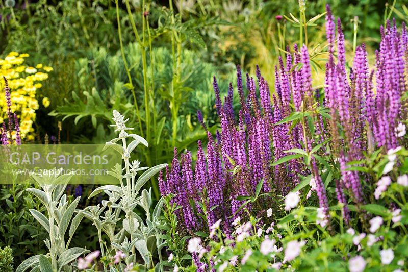Flower bed with Stachys byzantina 'Cotton Boll' - lamb's ear and Salvia nemorosa 'Amethyst'. 