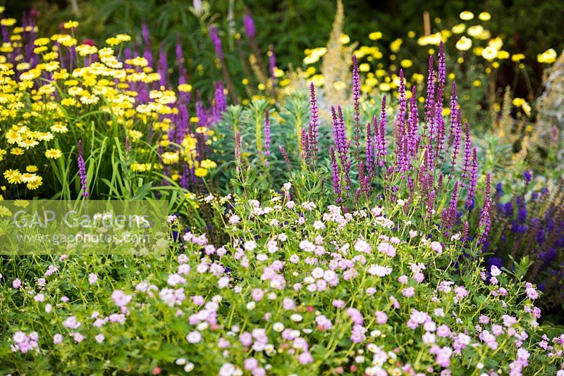 Flower bed with plants perfect for pollination - Anthemis tinctoria 'E.C. Buxton' - Dyer's Chamomile AGM, Salvia nemorosa 'Amethyst' - Balkan Clary AGM and Geranium Dreamland  - 'Bremdream'