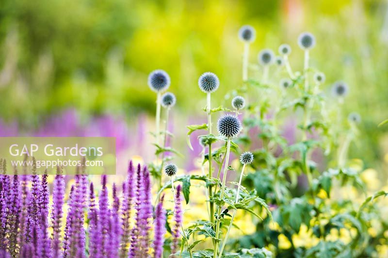 Flower bed with plants perfect for pollination - Echinops bannaticus 'Taplow Blue' - Globe Thistle and Salvia nemorosa 'Amethyst' - Balkan Clary