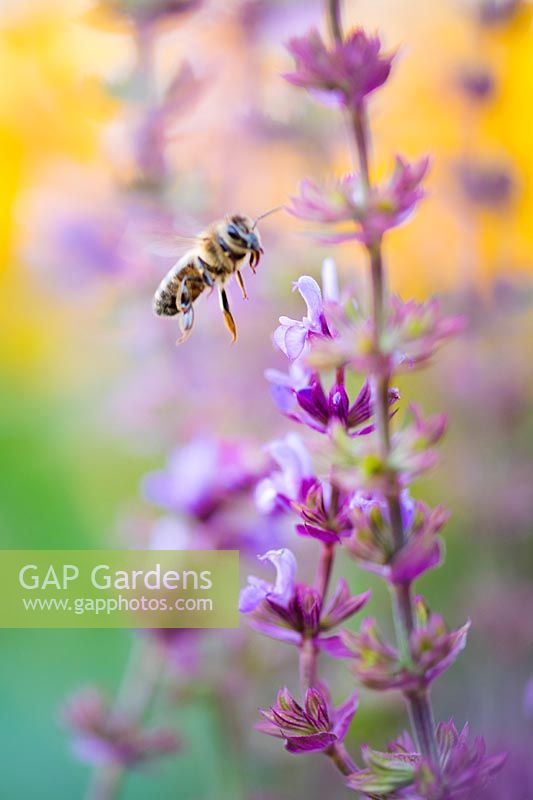 Bee with Salvia nemorosa 'Amethyst' - Balkan Clary AGM, RHS Plant perfect for pollinators