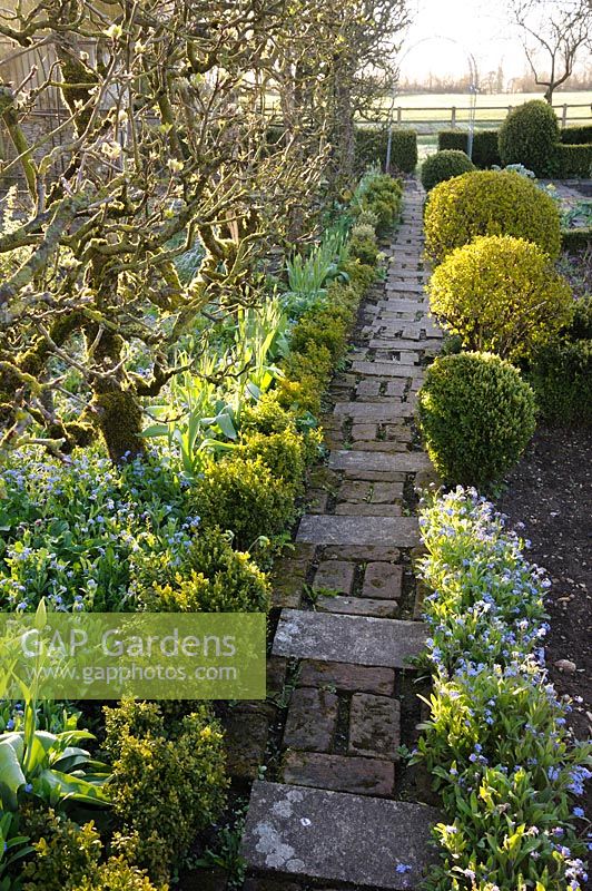 Brick and stone path in potager with clipped box and espaliered apple trees, Cirencester, UK.