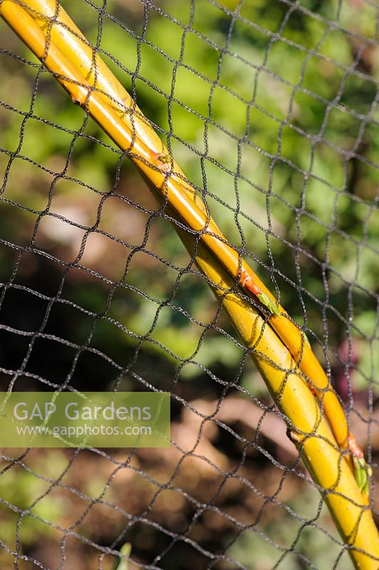 Pliable willow stems are used to support protective netting.