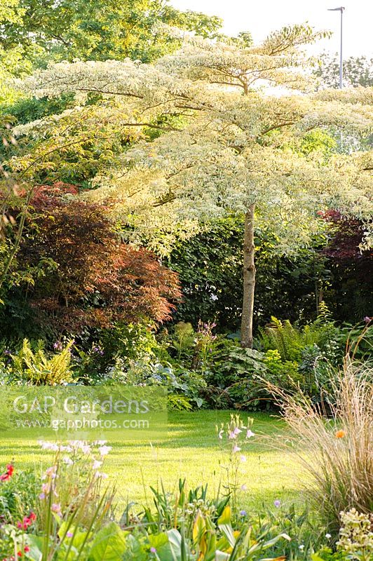 Cornus controversa 'Variegata' and acers underplanted with ferns.