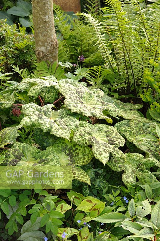 Podophyllum 'Spotty Dotty' withferns including Blechnum spicant and persicaria, Ireland