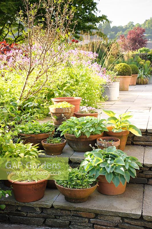 Pots on steps in front garden with miniature and small hostas.