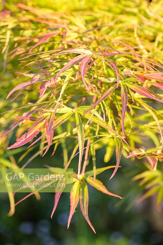 Acer palmatum 'Villa Taranto' - Japanese maple