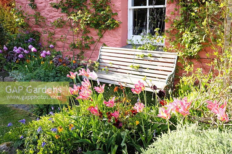 View of wooden bench in front of house by flowering borders. 
