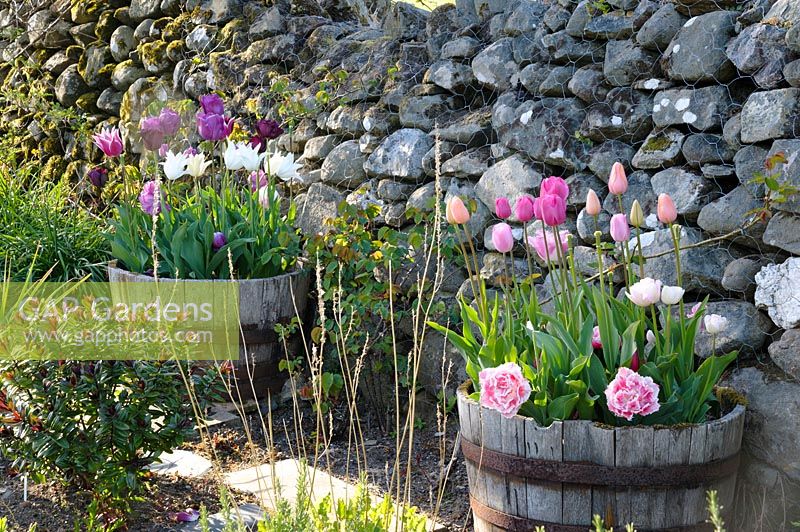 Half barrel planters of pink tulips in the kitchen garden.