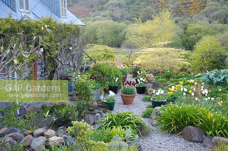 The Courtyard Garden, full of pots of bright tulips and the fresh leaves of herbaceous perennials