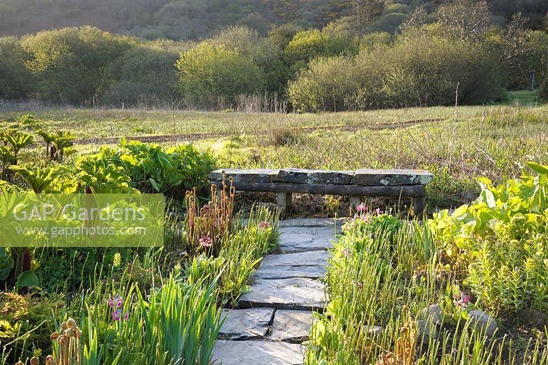 Path of massive stone slabs leads between ferns, Primula pulverulenta and Gunnera manicata toward a stone bench in the bog garden. 