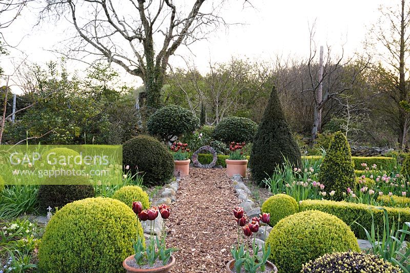 Clipped Taxus baccata, Ilex and Buxus sempervirens in the Rickyard Garden with pots of Tulip 'Abu Hassan'.