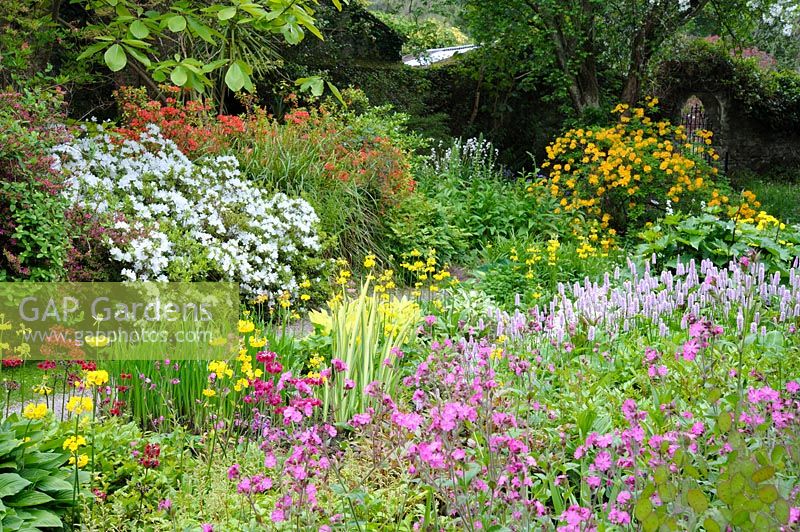 Persicaria, iris, hostas and primulas with wild flowers and Rhododendron mucronatum, Co Wicklow, Ireland