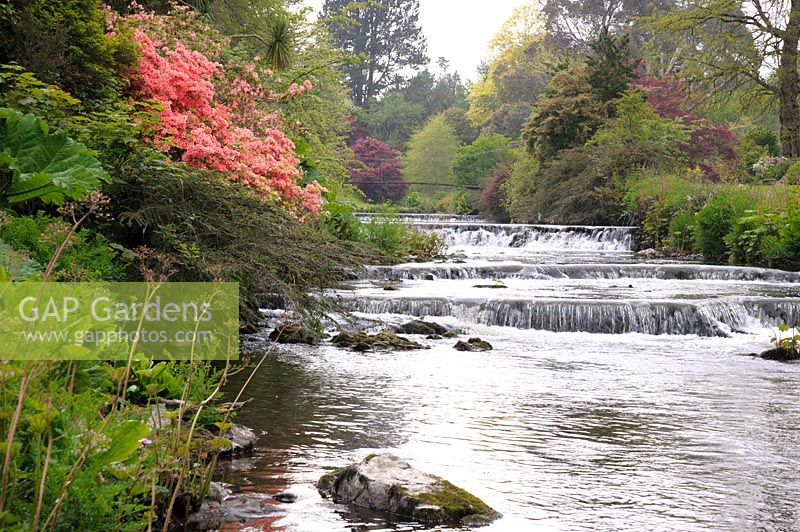 River Vartry with azaleas, Gunnera manicata and Darmera peltata, Co Wicklow, Ireland.
