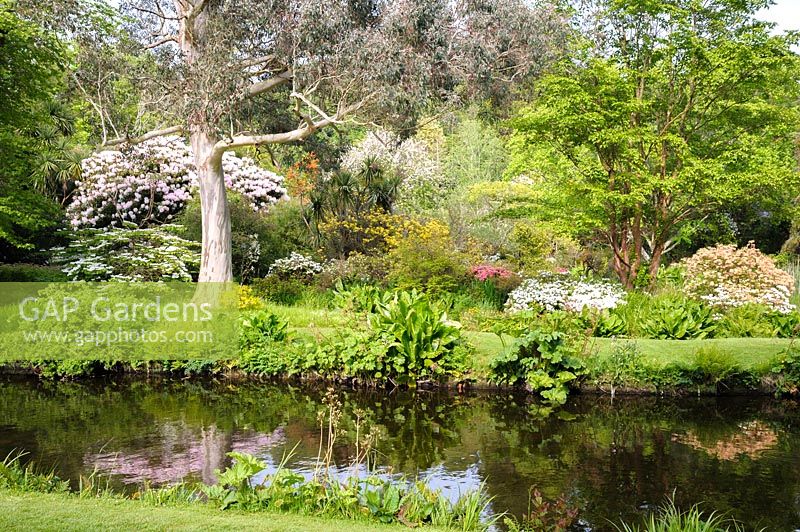 River Vartry with eucalyptus, rhododendrons, viburnums and cordylines, Co Wicklow, Ireland.