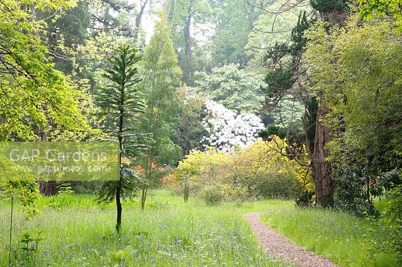Paths lead between a great variety of mature trees and shrubs, including both deciduous and evergreen specimens, through long grass studded with wild flowers and bulbs. Here there is a Wollemi pine, Wollemia nobilis.