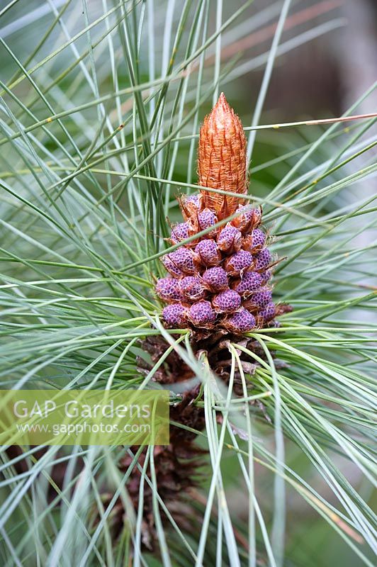Pinus montezumae inflorescence
